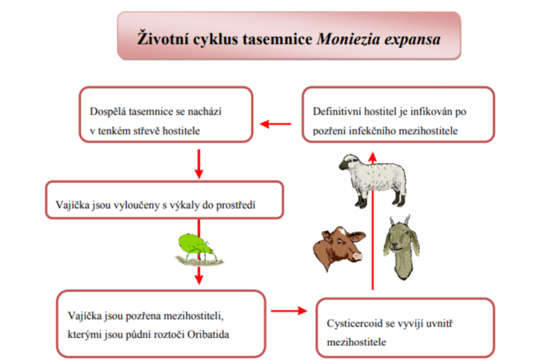 Kopie návrhu Kopie návrhu Návrh bez názvu (256 x 170 px) (2560 x 1702 px)